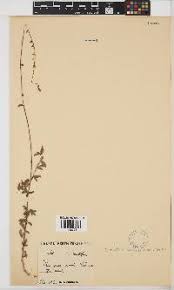 Image result for Grona ramosissima