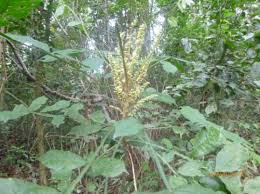 Image result for Eriosema tisserantii