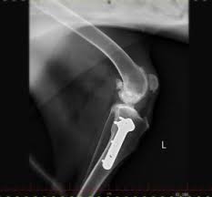 Hüftgelenkdysplasie, kurz hd, und bei jeder bewegung des hundes reibt das lockere gelenk aufeinander, was einen fortschreitenden starken gelenkverschleiß. Hundephysiotherapie Physiotheraphie Fur Hund Und Pferd Bei Dr Laura Klingseisen Bruun