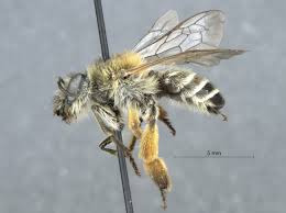 Image result for Corycium dracomontanum