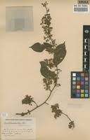 Image result for Securidaca welwitschii