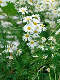 Tanacetum corymbosum