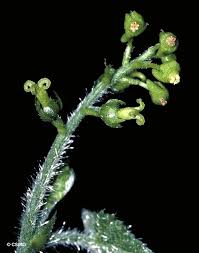 Image result for Tragia glabrata