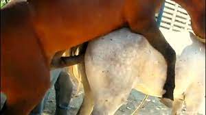 Horse sex porn