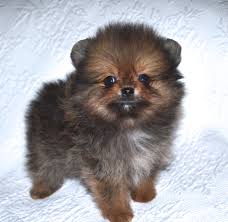 Maybe you would like to learn more about one of these? Orange Poms Dee Dee S Pomeranians