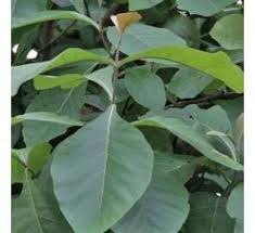 Image result for Aniseia martinicensis