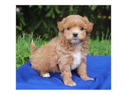 Get notified when new puppies are added receive an email alert when additional puppies are added. Shih Poo Puppies Petland Carriage Place