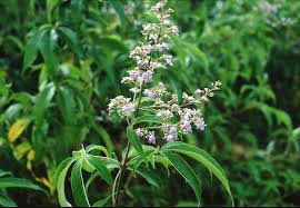 Image result for Vitex patula