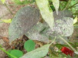 Pragas, doenças e fungos nas suas plantas de jardim e plantas de interior. Fumagina Pragas E Doencas