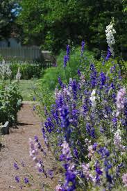 Garden Visit Secrets Of Another Century At Colonial Williamsburg Gardenista