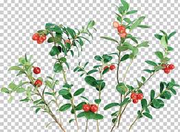 Lingonberry Cranberry Png Clipart Aquifoliaceae Aquifoliales Berry Branch Cherry Free Png Download 462 x 397 jpeg 33 кб. lingonberry cranberry png clipart