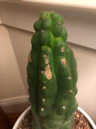It needs the alkaloids for defense and plants that are soft and babied will rot or fall over. Can Any Help Me Figure Out What S Happening To My Cactus These Brown Spots Started Appear This Week Cactus