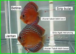 Panduan Lengkap Cara Merawat Ikan Discus Dunia Fauna Hewan Binatang Tumbuhan Binatang Hewan Ikan