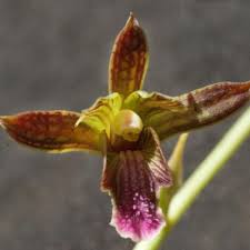 Image result for Eulophia streptopetala