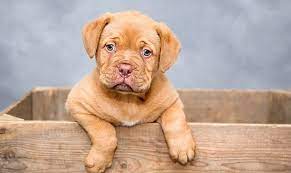 Da das andere ja eher vom halter als vom hund abhängt. So Wird Dein Welpe Stubenrein Ohne Stress Zum Ziel