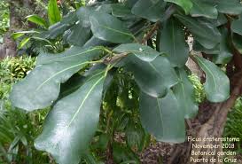 Image result for Ficus craterostoma