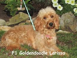 We do not sell to wholesale outlets (pet stores, auctions, or brokers). Toy Goldendoodle Puppies Maple Valley Puppies