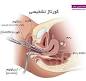 Image result for ‫فیلم عمل کورتاژ‬‎