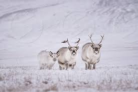 The arctic has lost 2.6 million reindeer over the past 20 years. Arctic Reindeer In Svalbard Archipelago By Espen Solvik Kristiansen Photo Stock Snapwire