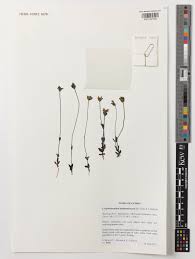 Image result for Crepidorhopalon parviflorus