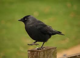 Birds That Start With Letter I Pin On Amazing Animals