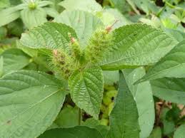Image result for Acalypha polymorpha