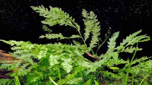 Image result for Bolbitis