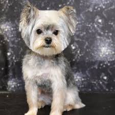 DEBBIE'S DOG GROOMING