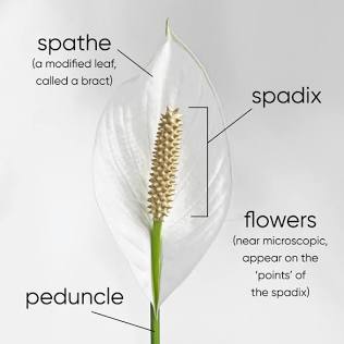 Peace Lily Bloom Anatomy, AI generated