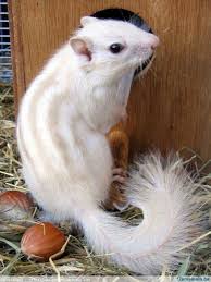 Albino Chipmunks White Siberian Chipmunk As You Will See Not An Albino Dark Eyed And Rare Albino Animals Animals Beautiful Albino Animals