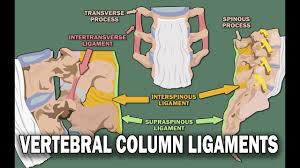 Vertebral Column Anatomy 2 2 Ligaments And The Spinal Cord Youtube