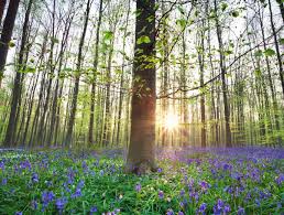The forest is a crowd favourite thanks to the beautiful purple carpet of bluebells, which. Visiting The Hallerbos Forest The Blue Forest Of Belgium Magical Bluebells