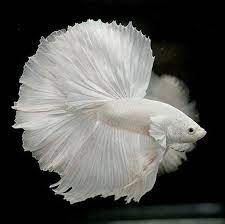 The siamese fighting fish (betta splendens), also known as the betta, is a freshwater fish native to thailand (formerly siam) and present in neighboring cambodia, laos, malaysia, indonesia. Beautiful White Halfmoon Betta Fish Pet Fish Betta