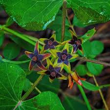 Image result for Apocynaceae subfamily Periplocoideae