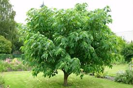 Image result for Broussonetia