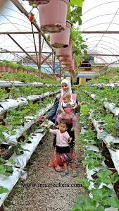 Wan suriani wan ismail 3 views1 year ago. Pengalaman Memetik Strawberry Di Abang Strawberry Taman Sedia Cameron Highlands Ceritera Si Gadis Biru