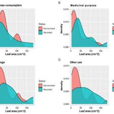 Image result for Elatostema paivaeanum