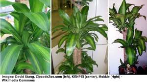 Allow the plant to recover first. Dracaena Fragrans Corn Plant Care And Growing Guide
