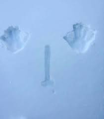 I accidentally slipped in the snow on the way to work today