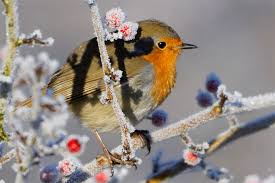 Sie beleben durch ihr buntes treiben den garten, erfreuen uns durch ihren gesang und haben schädlinge zum fressen gern. Den Garten Winterfit Fur Vogel Machen Nabu