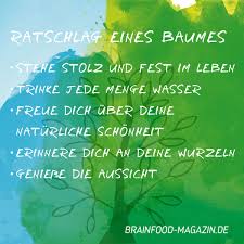 Was Wir Von Einem Baum Lernen Können Schein Sprech
