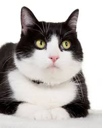 Black And White Tuxedo Cats Pin On Kitty Catties