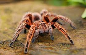 We did not find results for: 300 Free Tarantula Spider Images