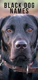 Are you looking for fluffy, little, and small male and female cute dog names?do you want best and funny names for cute dog?if yes, then this article is for you. Black Dog Names Fabulous Names For Gorgeous Pups
