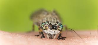 Horse Flies Prosper In Uk Heatwave Debugged