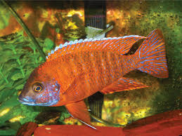 Ikan silver dollar merupakan ikan yang berasal dari sungai amazon. 9 Ikan Hias Yang Cocok Untuk Akuarium Ukuran 1 Meter Nakama Aquatics