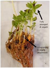 Image result for Alectra vogelii