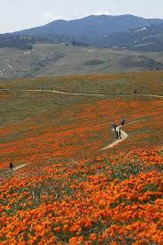 Mother's day flowers, flower arrangements, flowers bouquets, wedding flowers, centerpieces, The Last Poppy Fields Scenery Wild Flowers Poppies