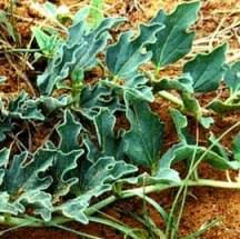 Image result for Harpagophytum procumbens