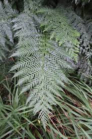 Image result for Todea